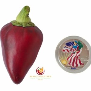 Oda Purple Bell Pepper