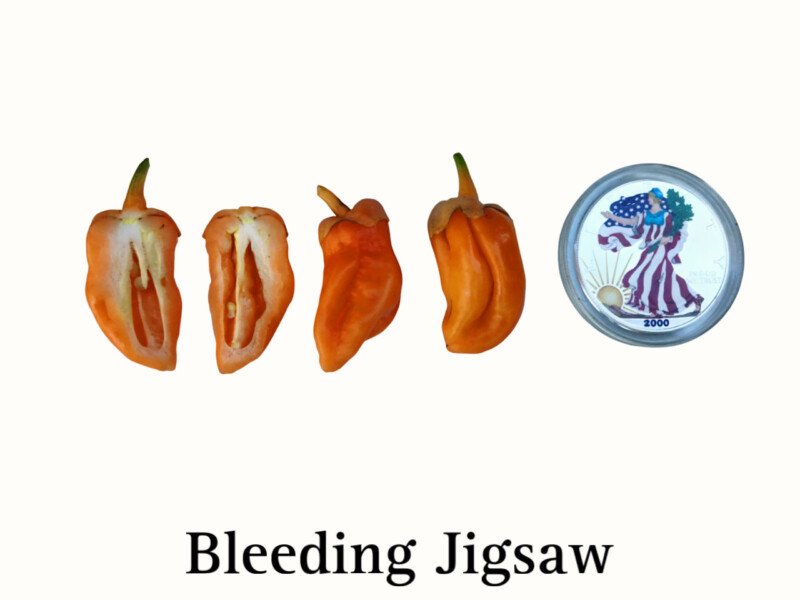 Bleeding Jigsaw Pepper