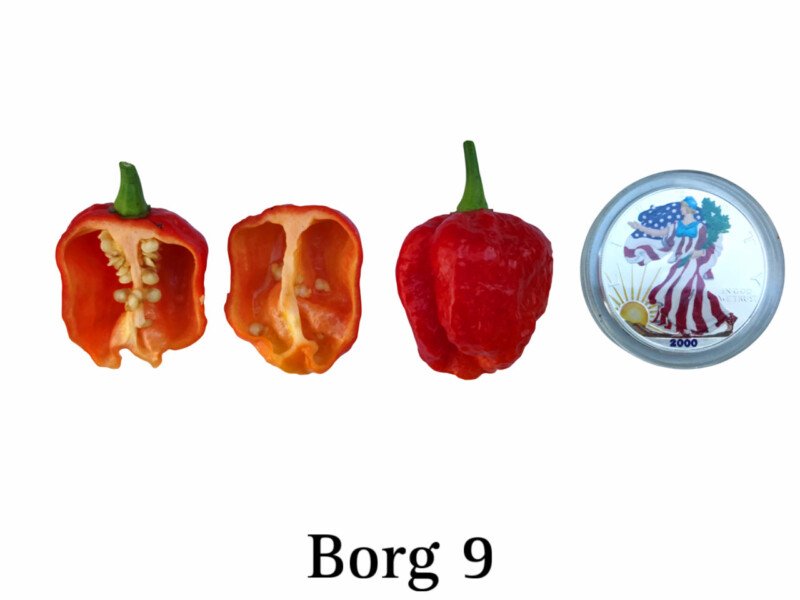 Borg 9 Pepper