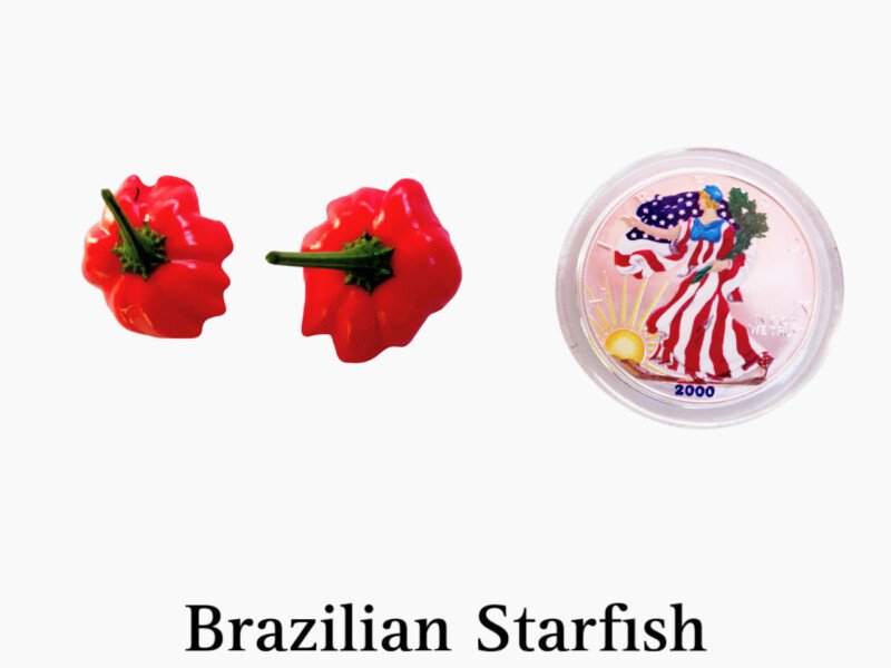 Brazilian Starfish Pepper