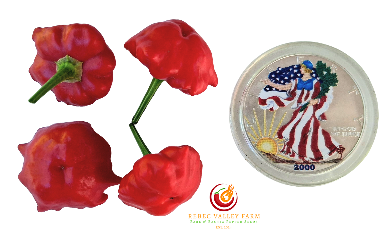 Brazilian Starfish Pepper - Image 9