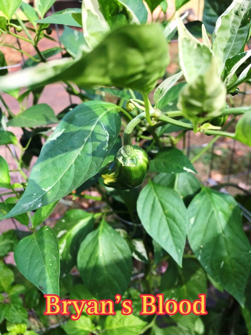 Bryan's Blood Pepper - Image 2
