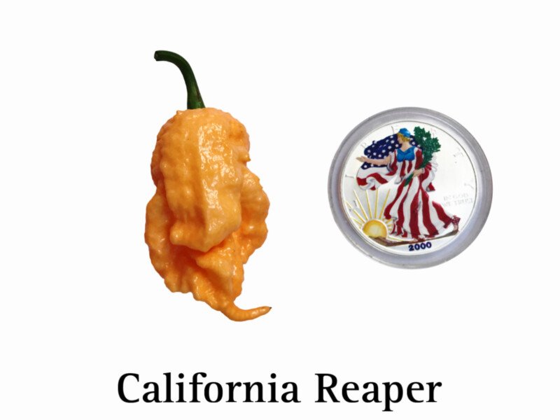 California Reaper Pepper