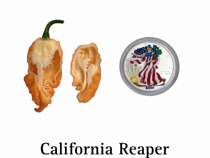 California Reaper Pepper - Image 2