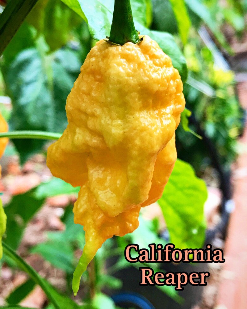 California Reaper Pepper - Image 3