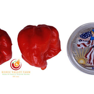 Red Caribbean Habanero Pepper