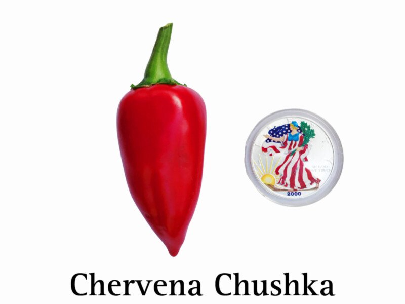 Chervena Chushka Pepper