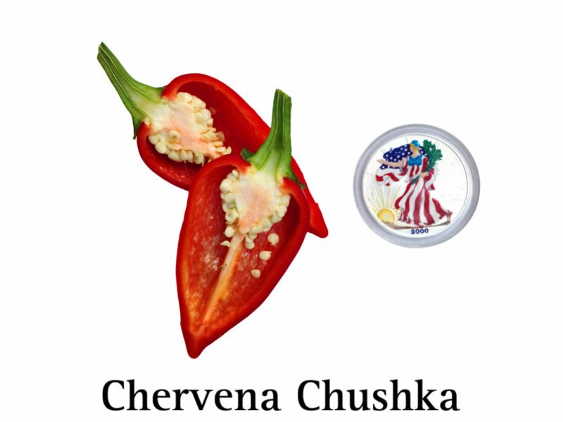 Chervena Chushka Pepper - Image 2