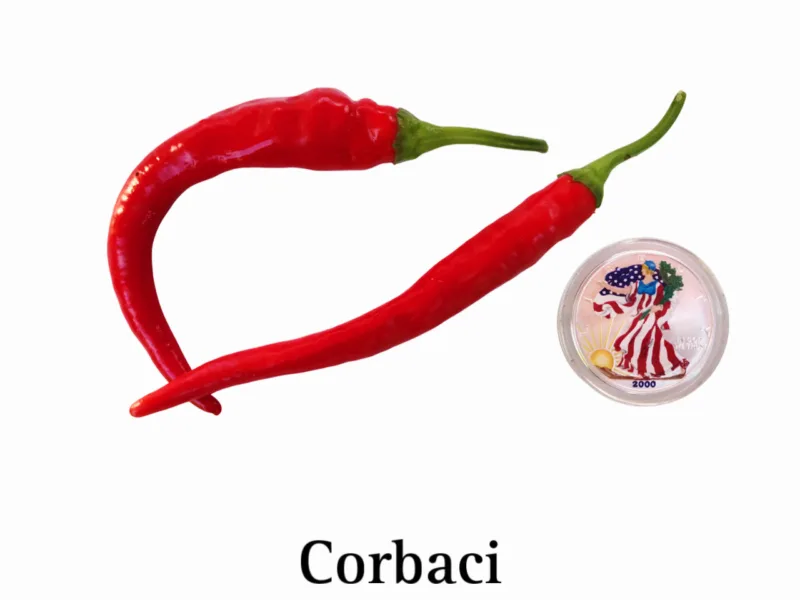 Corbaci Pepper