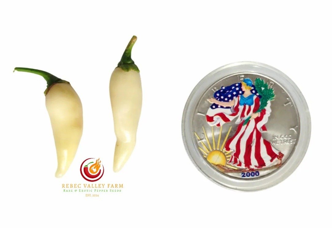 Coyote Zan White Pepper