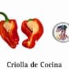 Criolla de Cocina Pepper Seeds