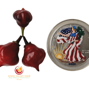 Faddas Sweet Purple Pepper