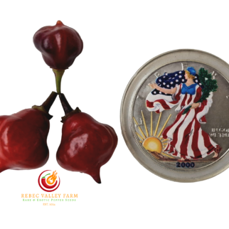 Faddas Sweet Purple Pepper