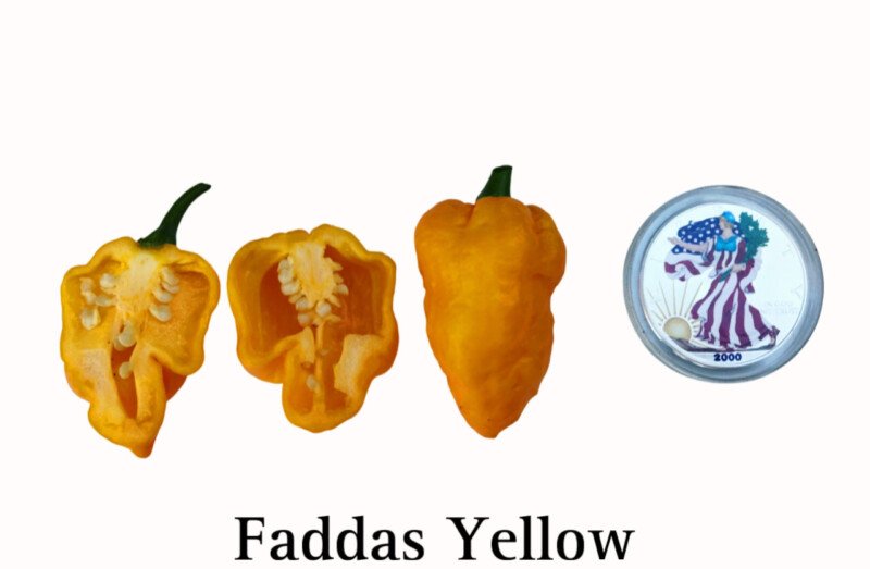 Faddas Yellow Pepper