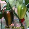 Fish Pepper