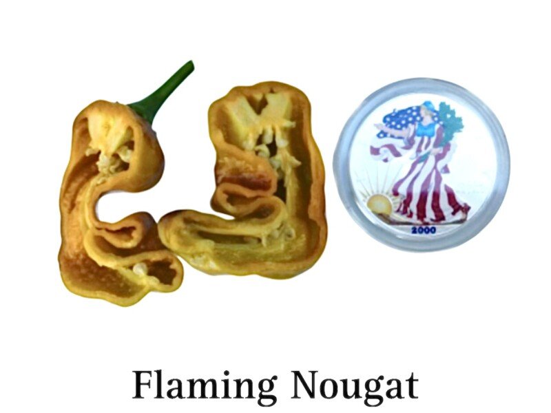 Flaming Nougat Pepper - Image 2