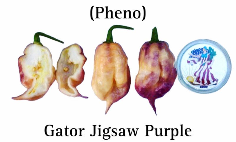 Gator Jigsaw Purple (Pheno) Pepper