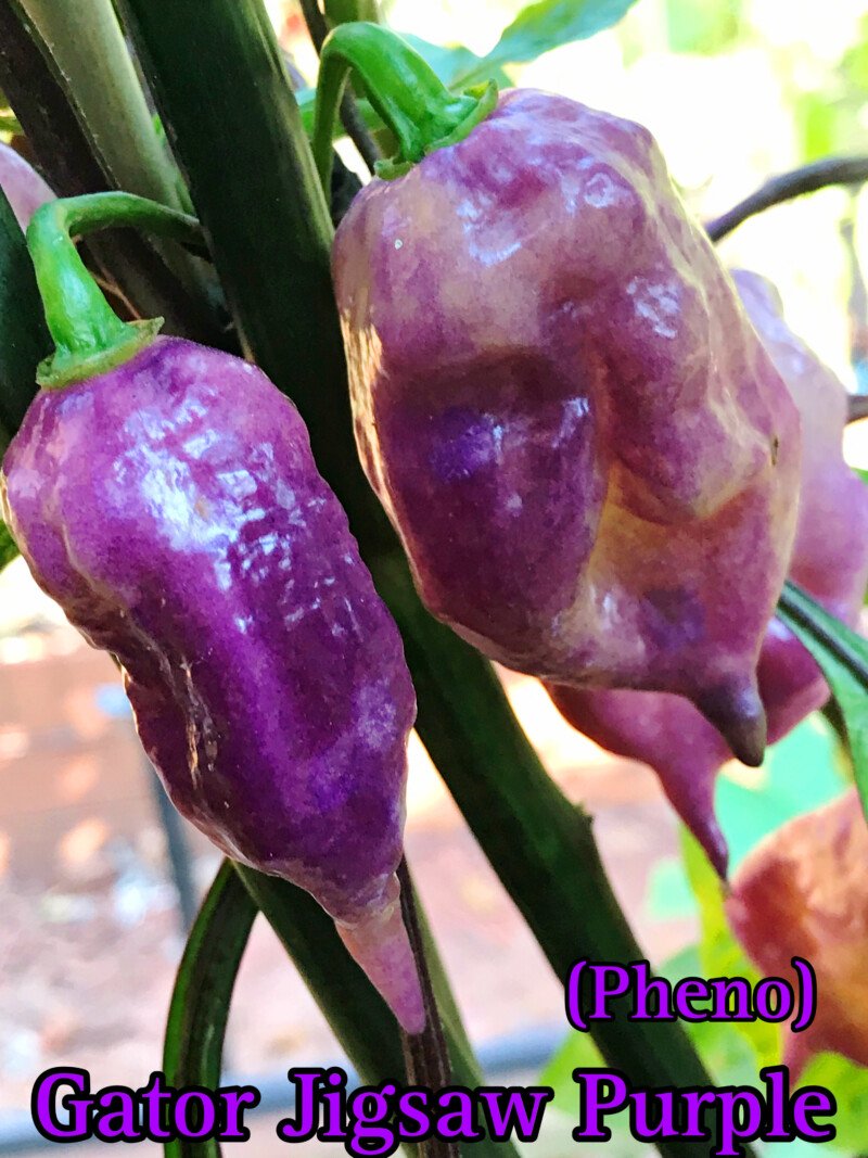 Gator Jigsaw Purple (Pheno) Pepper - Image 3