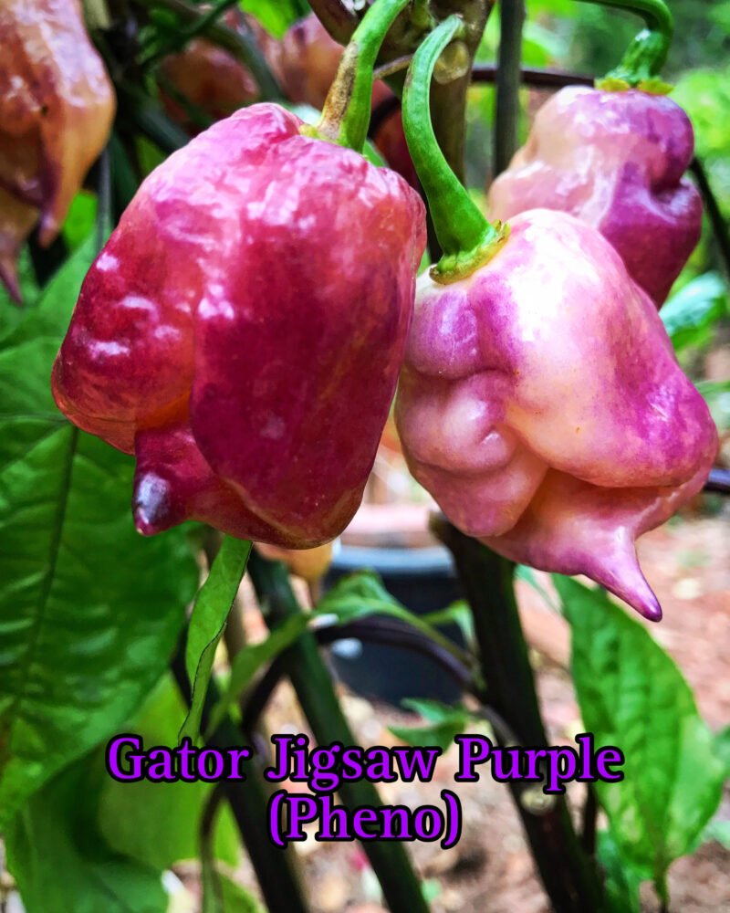 Gator Jigsaw Purple (Pheno) Pepper - Image 2