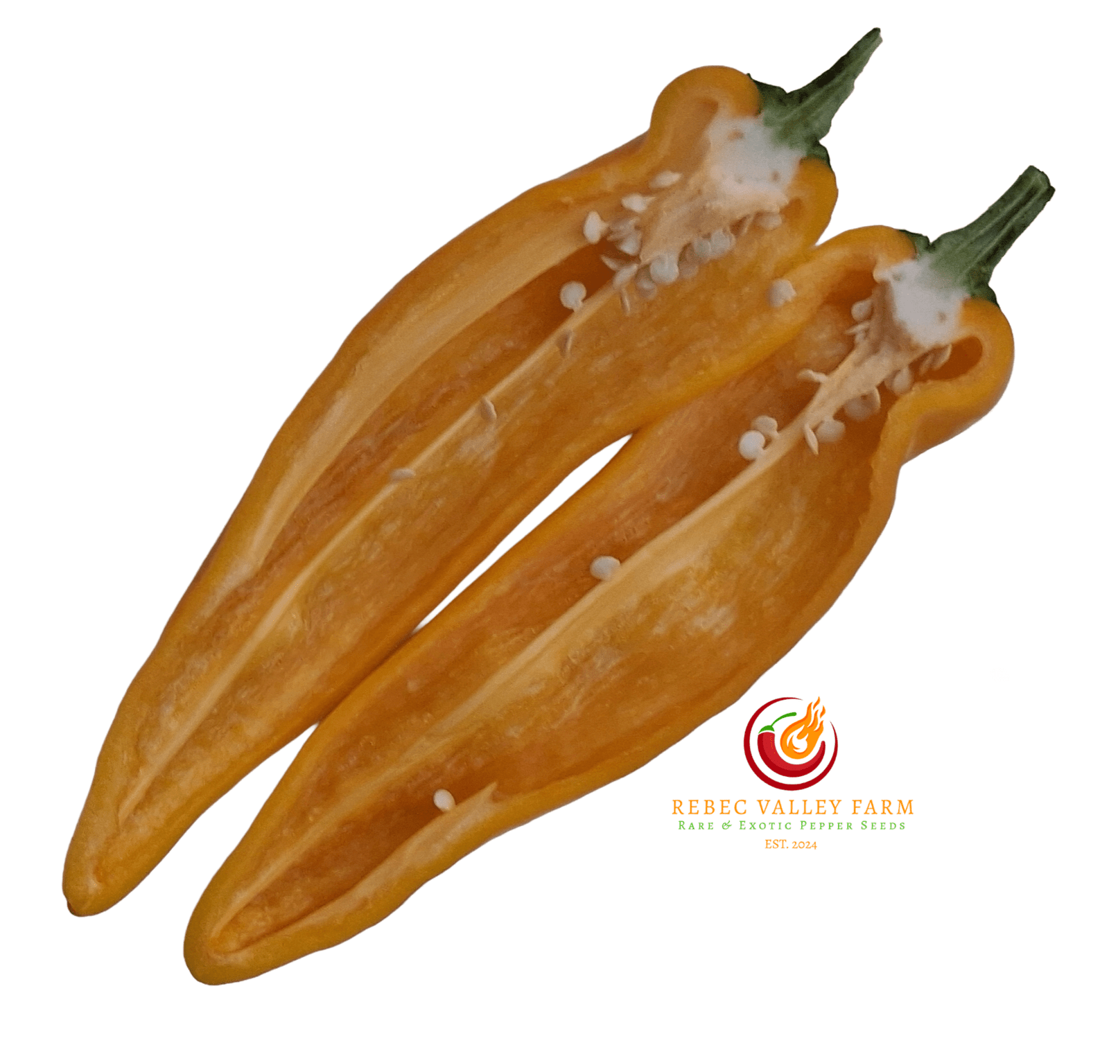 Golden Marconi Pepper - Image 2