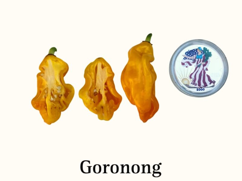 Goronong Hot Pepper