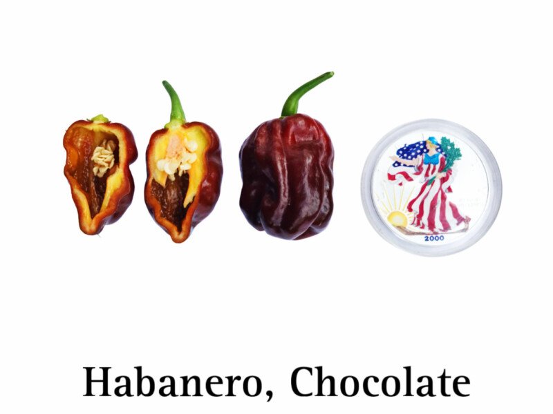 Chocolate Habanero Pepper Seeds