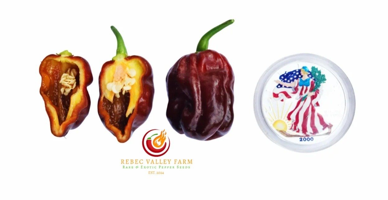 Chocolate Habanero Pepper - Image 2