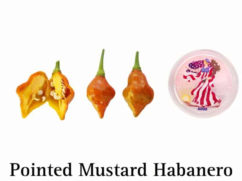Pointed Mustard Habanero Seeds