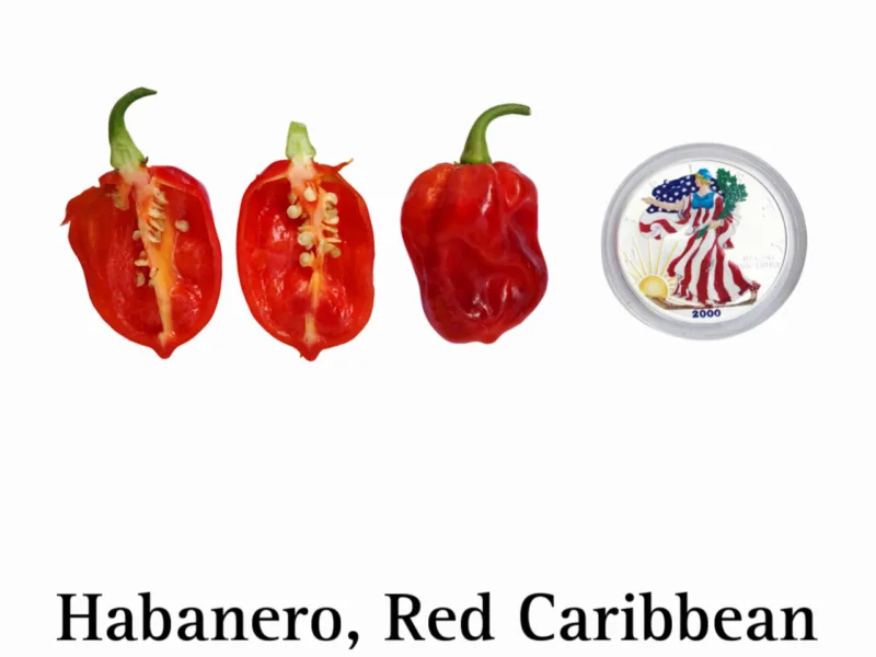 Habanero Pepper, Red Caribbean