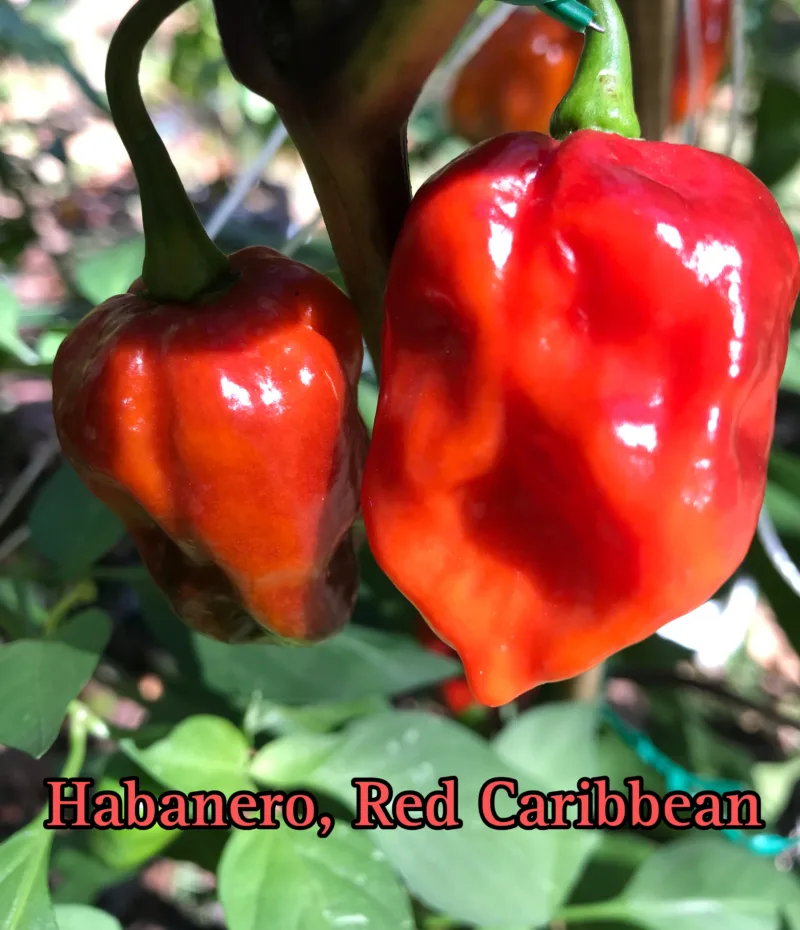 Habanero Pepper, Red Caribbean - Image 2