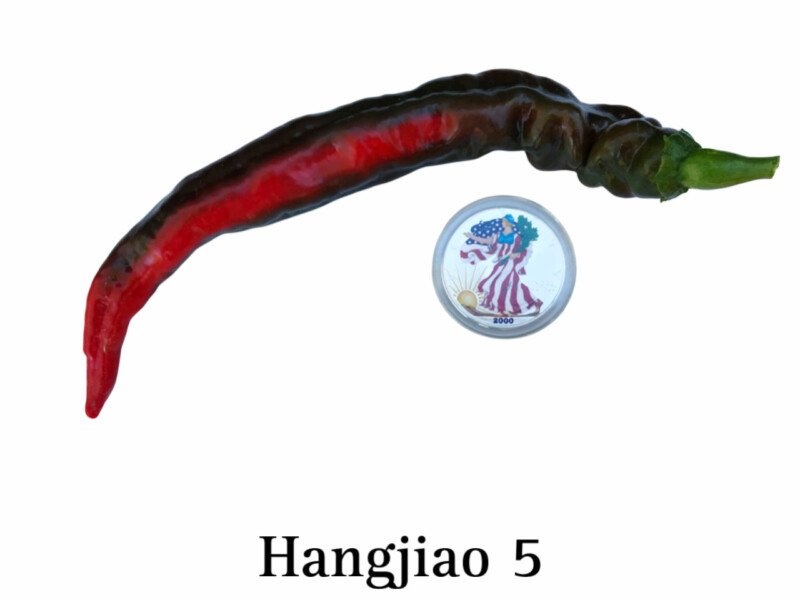 Hangjiao 5 Helix Nubula Pepper