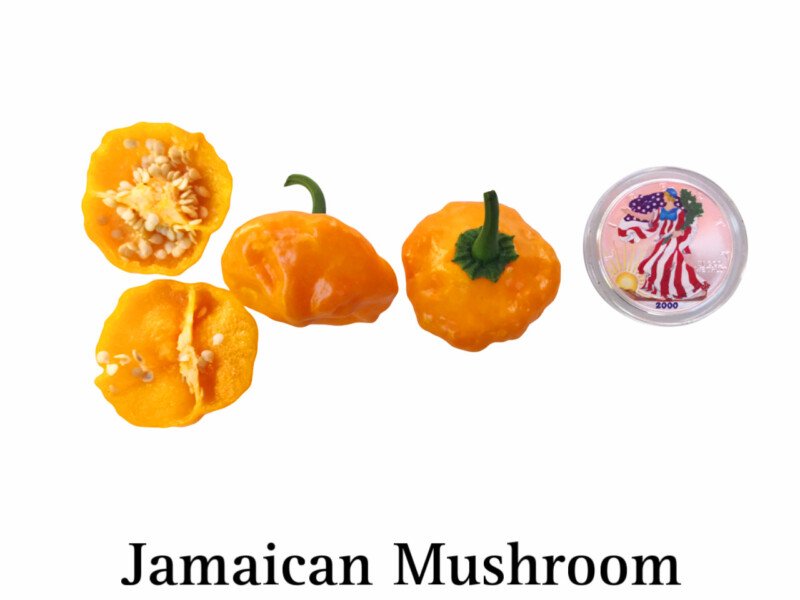 Jamaican Mushroom Pepper