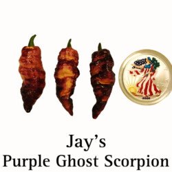 Jay's Purple Ghost Scorpion Pepper Seeds