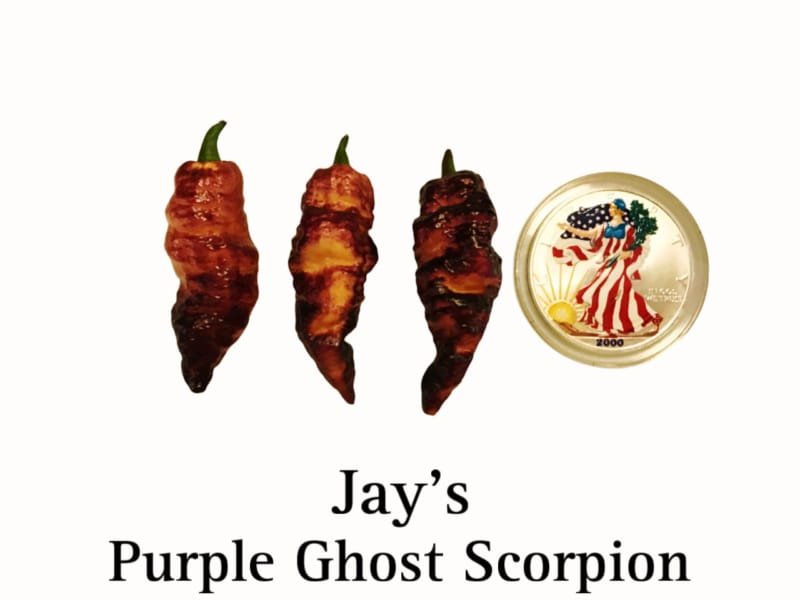 Jay's Purple Ghost Scorpion Pepper Seeds
