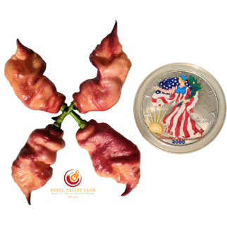 Jay's Purple Ghost Scorpion Pepper