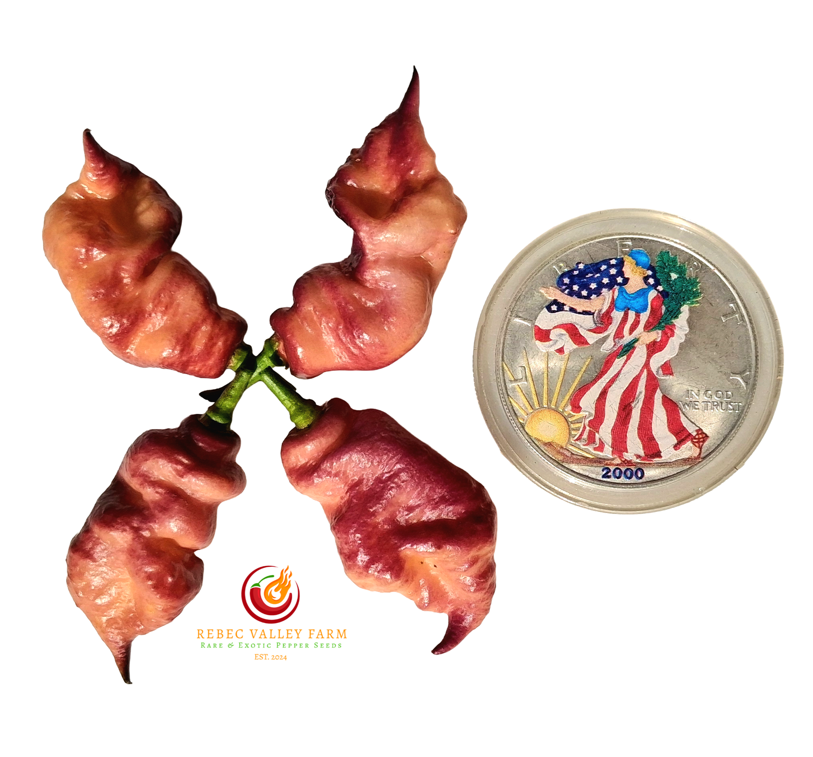 Jay's Purple Ghost Scorpion Pepper