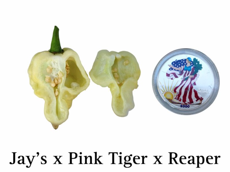 Jay's x Pink Tiger x Reaper Pepper - Image 2