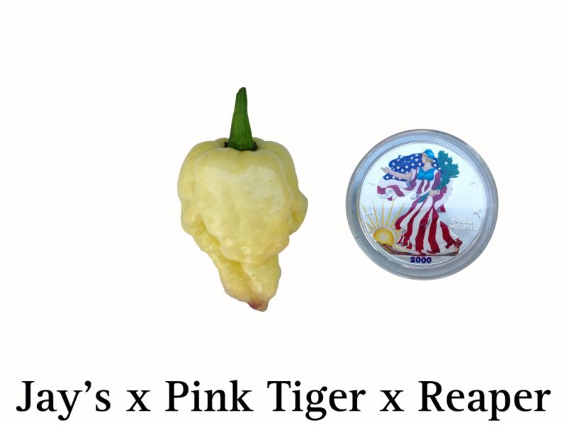 Jay's x Pink Tiger x Reaper Pepper