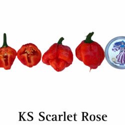 KS Scarlet Rose Pepper