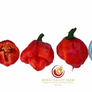 KS Scarlet Rose Pepper