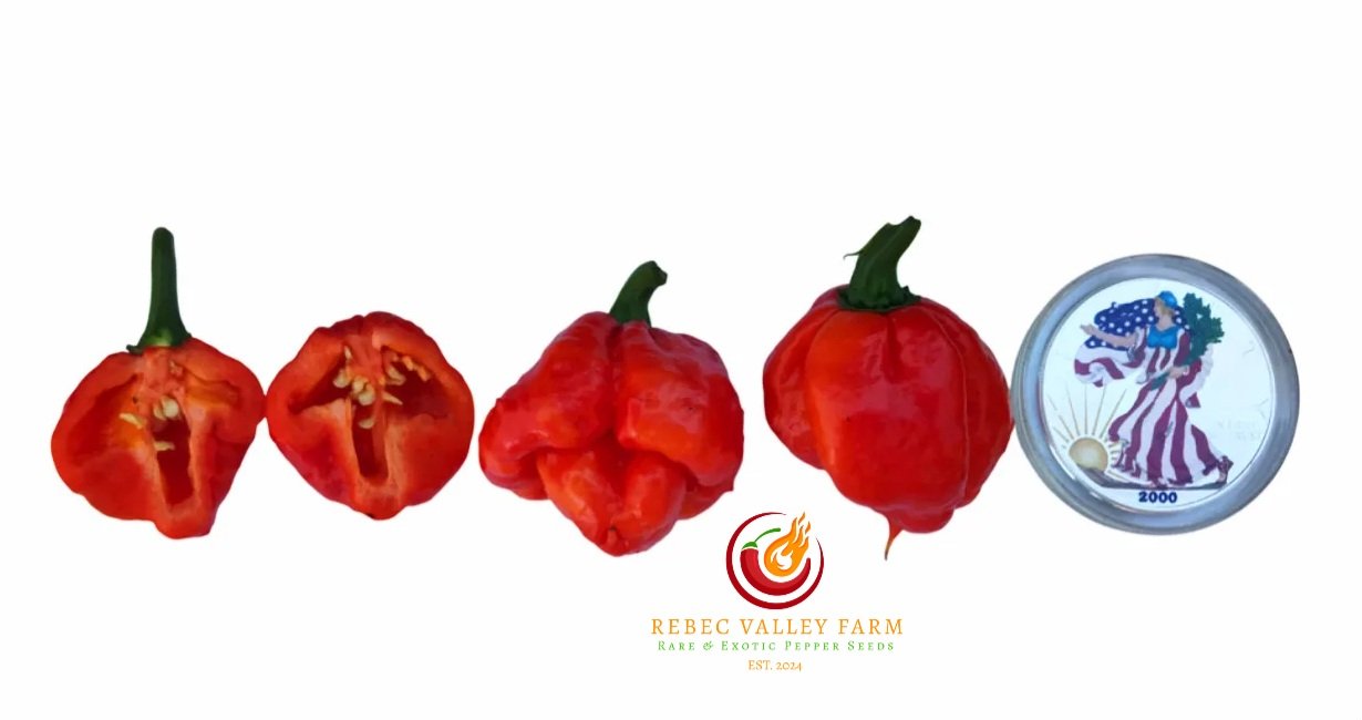 KS Scarlet Rose Pepper