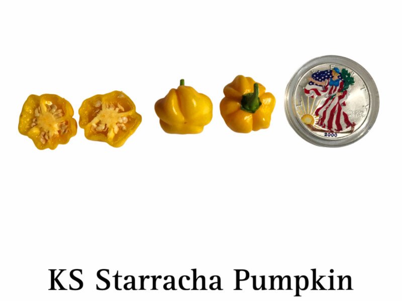 KS Starracha Pumpkin Pepper