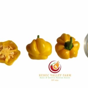 KS Starracha Pumpkin Pepper