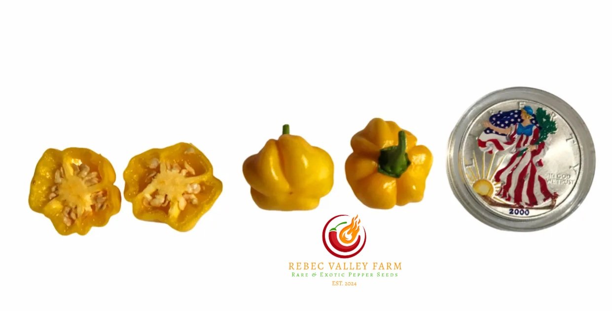 KS Starracha Pumpkin Pepper