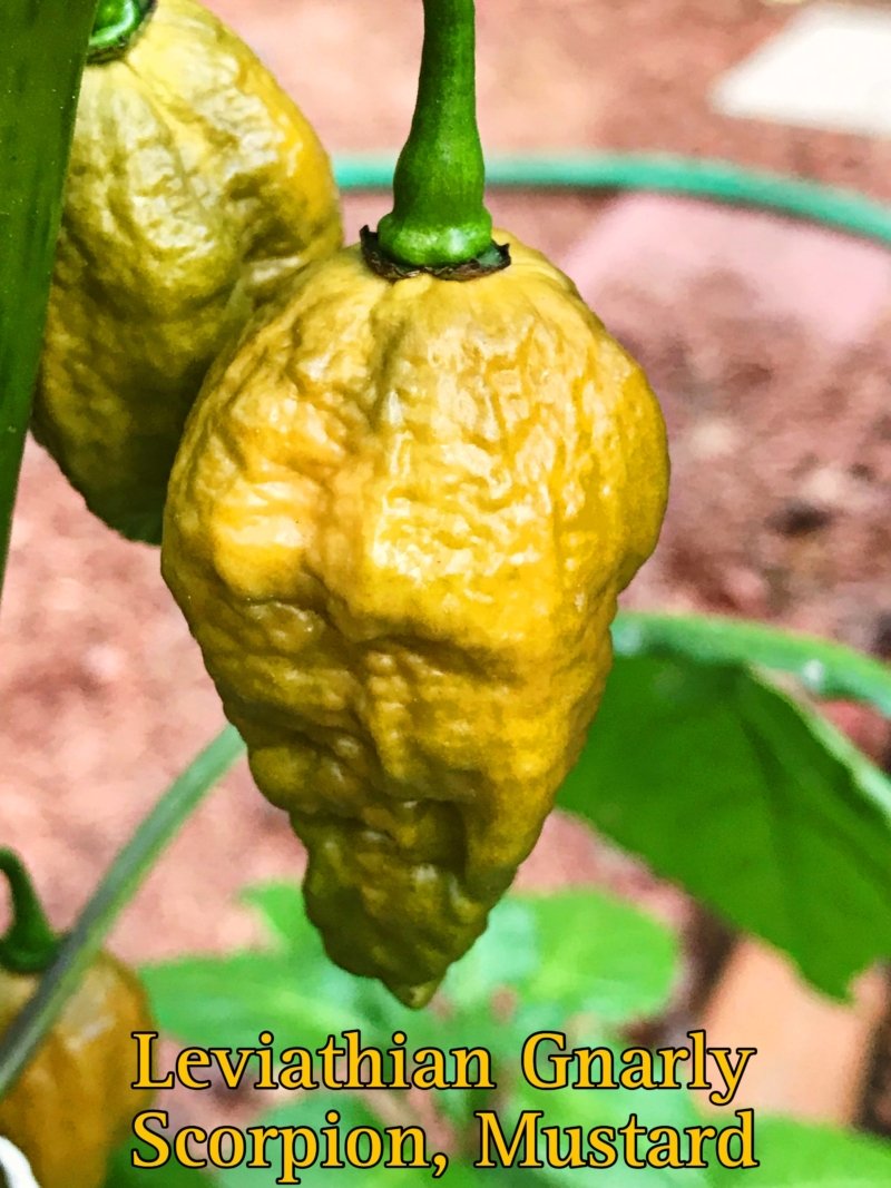 Leviathan Gnarly Scorpion Pepper, Mustard - Image 2