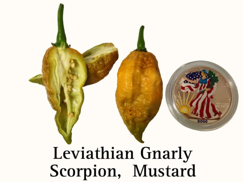 Leviathan Gnarly Scorpion Pepper, Mustard