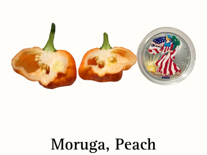 Peach Moruga Pepper - Image 2