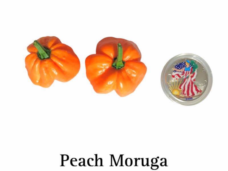 Peach Moruga Pepper