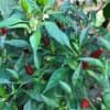 Transplant a Pepper Plant