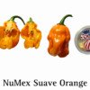 NuMex Suave Orange Mild Pepper Seeds